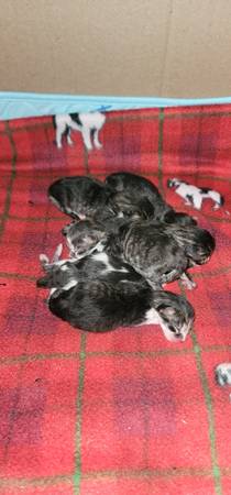 Maine Coon kittens