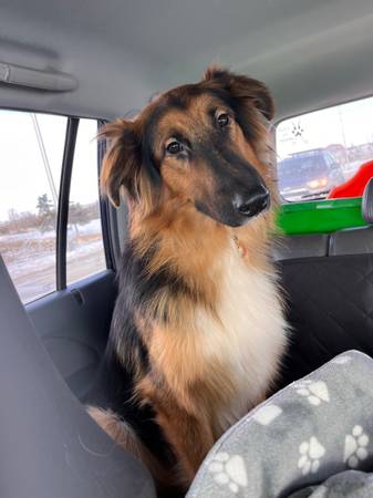 rough collie/german shepherd