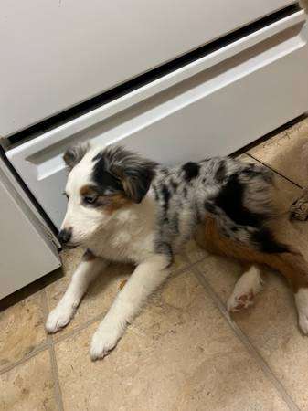 Mini Aussie female