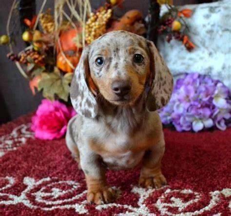 breeding dog Dachshund