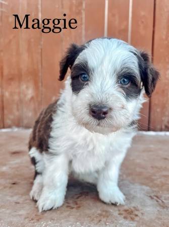 Aussiedoodle