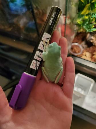 Whites tree frog & set up