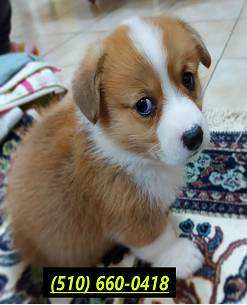 Corgi pups for re-homing