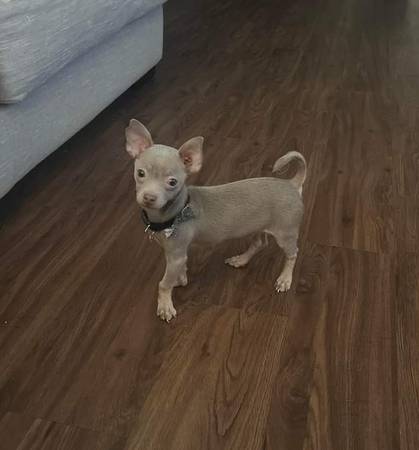 Rare coat Blue apple Head Chihuahua