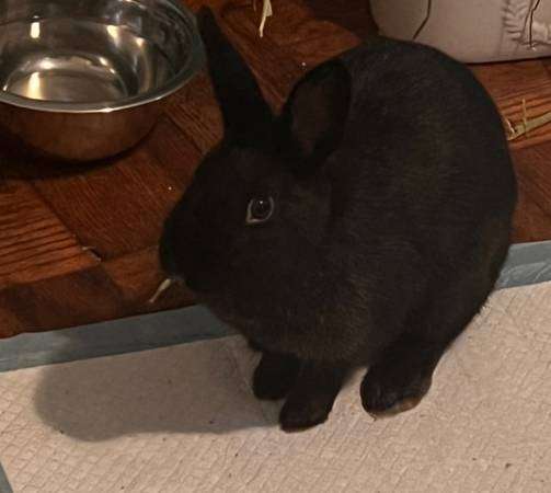 netherland dwarf rabbit