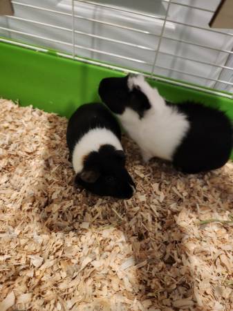 free 2 guinea pigs