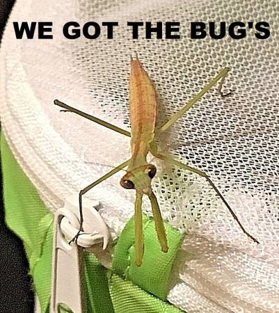 5 Praying Mantis Egg + FREE Hatching Habitat Bag