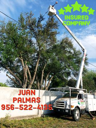 JUAN PALMAS ?? TRIMM ??PRUNING??STUMP??REMOVAL SERVICES??522-4135?