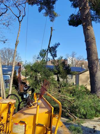 TREE SERVICE,TREE TRIMMING TREE REMOVAL LYNCHBURG VA