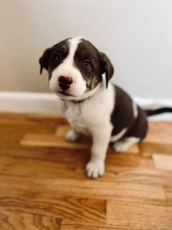 Male Lab Mix Pups