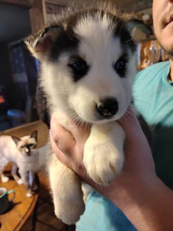 AKC registered Siberian huskies