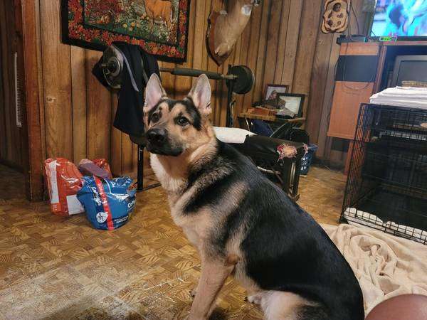 9wk male German shepherd