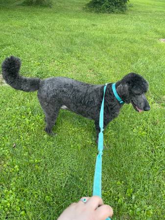 male neutered Goldendoodle