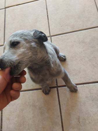 Blue Heeler puppy