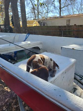 Akc german shorthaired pointer