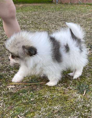 Pomeranian puppy