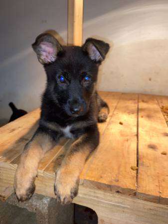 AKC German Shepherd pups