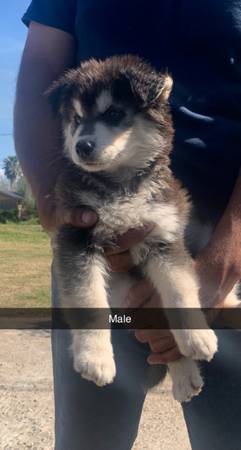 Siberian husky puppies