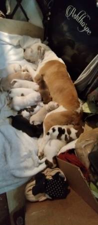 American bulldog puppies available now!