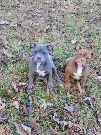 American Bully pups