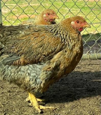 Chickens – Dixie Rainbow Laying hens