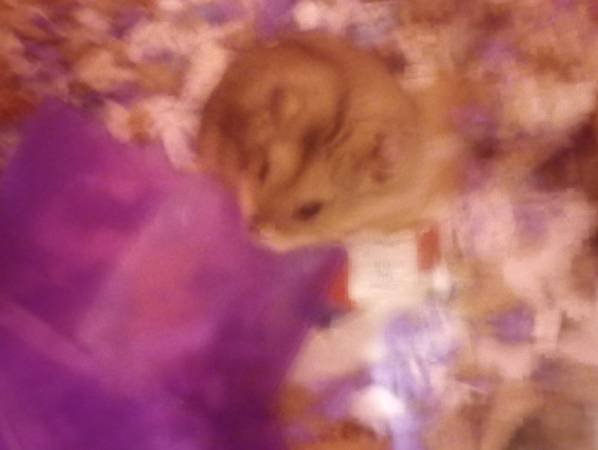 Dwarf hamsters 20$