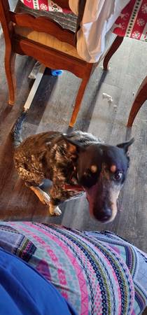 blue heeler dog $20.00 rehoming fee