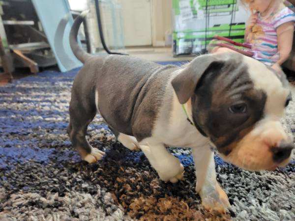 American bully puppies