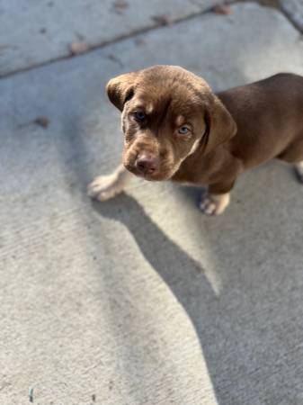 Male Lab Mix Pups