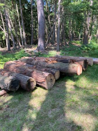 Red oak logs and pine,hemlock