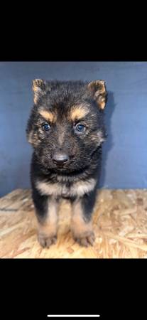 *** AKC, German, shepherds***