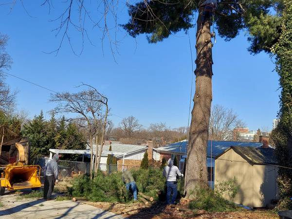 TREE SERVICE,TREE TRIMMING TREE REMOVAL ROANOKEVA