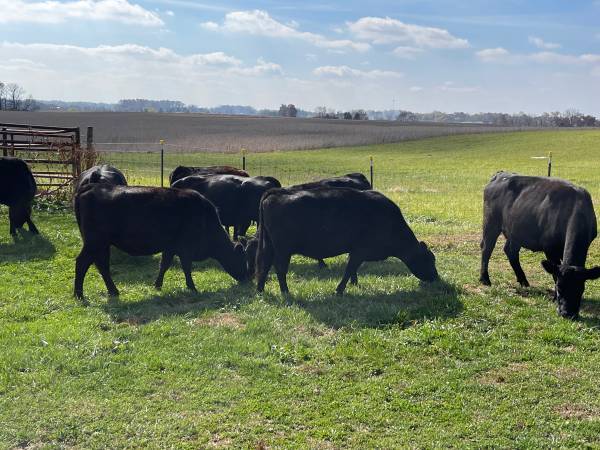 20 Fancy Black Angus Cows