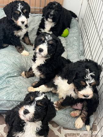 Bernedoodle puppy