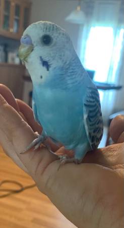 Parakeets trade for hens/poultry