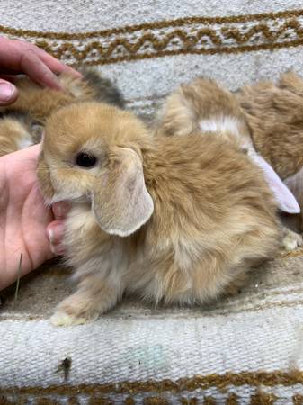 holland lop bunnies rabbits