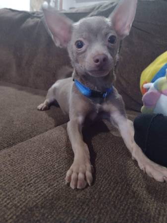 Rare coat Blue apple Head Chihuahua