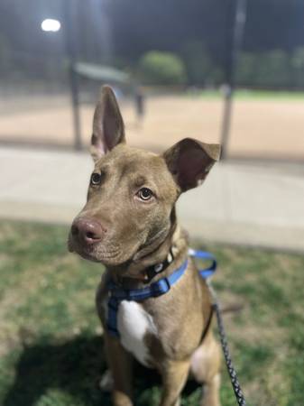 Sweetest Husky/Pit Loki