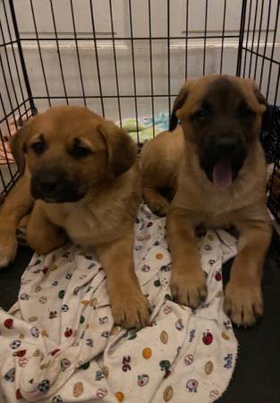 Belgian mastiff mix puppies