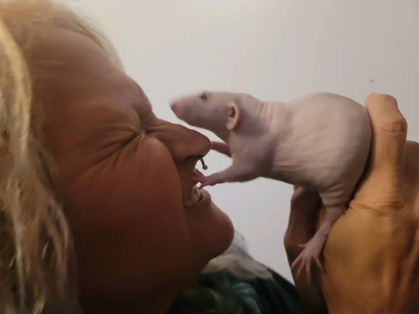 2 hairless female rats, 1 male haired