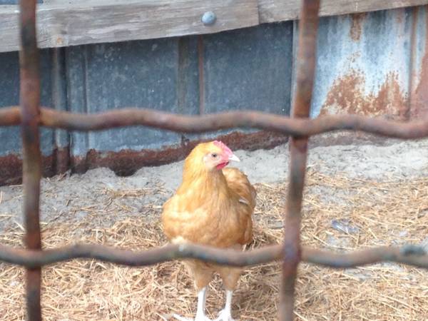 Buff Orpington Roosters