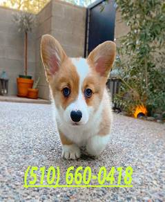 Corgi pups for re-homing