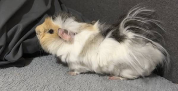 Furry Guinea pig