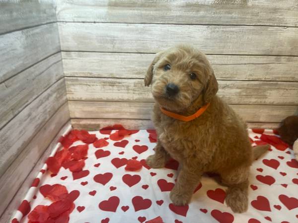 Mini Goldendoodle puppies