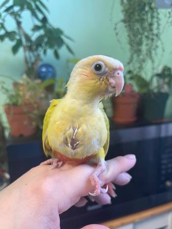 young conures