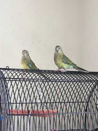 Cages and birds available