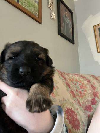 AKC registered German Shepherd Puppies