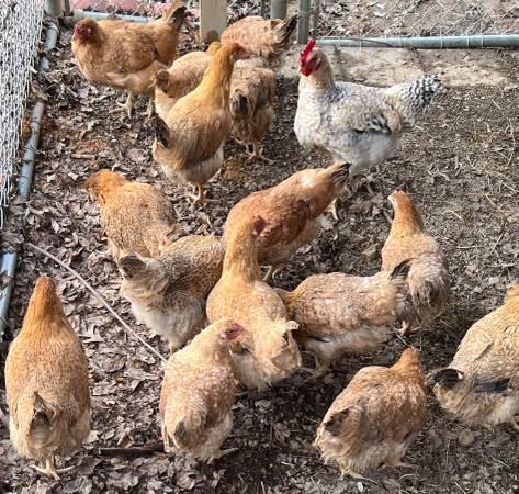 Chickens – Dixie Rainbow Laying hens