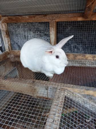 2 female rabbits with hutch