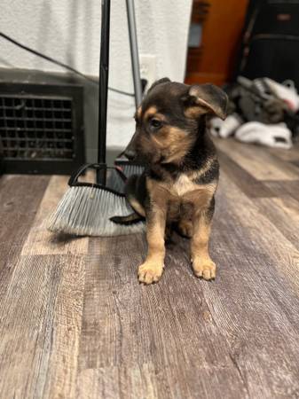 puppies german shepard